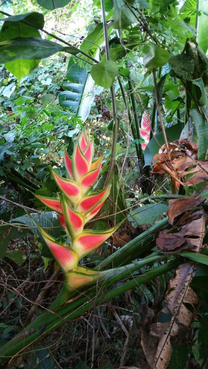 Panama Eco Resort Tierra Oscura Bagian luar foto